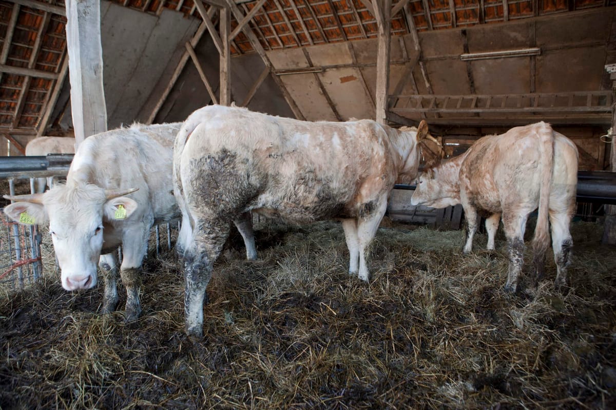 Caged-animal Farming to be Outlawed by the EU