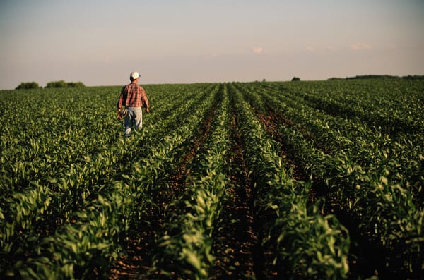Farmer walking on his plantation