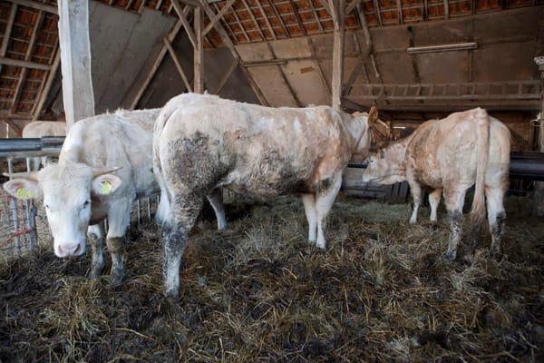 Caged-animal Farming to be Outlawed by the EU